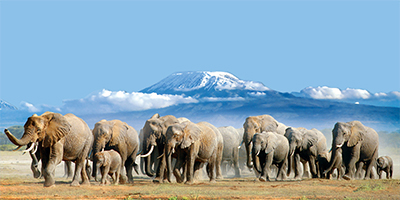 Ol Tukai Lodge Kenya Amboseli National Park